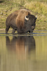 bison